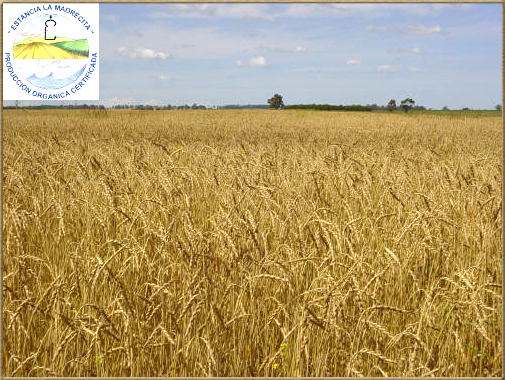 foto 3-Cultivo extensivo Dinkel